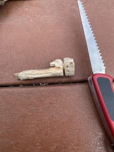 cut a small disk from a tree branch
