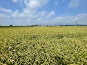 oats growing in a field