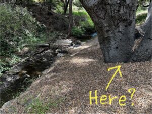 Here? (under a tree)