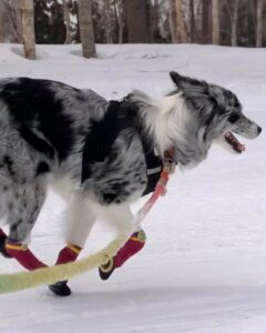 border collie with snow shoes