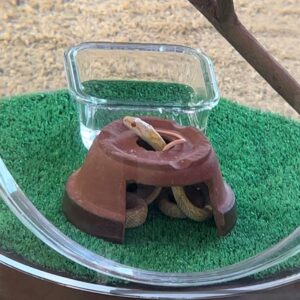 snake