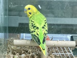 tweet