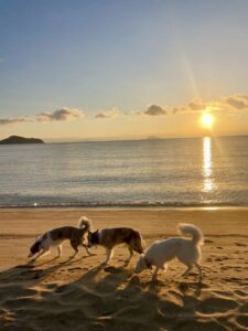 pet sunset
