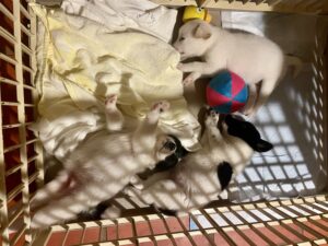 puppies!